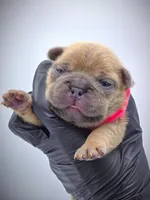 IVY, a female French Bulldog for sale in Los Angeles, CA – Photo 3 of 10