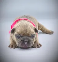 IVY, a female French Bulldog for sale in Los Angeles, CA – Photo 7 of 10