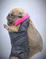 IVY, a female French Bulldog for sale in Los Angeles, CA – Photo 8 of 10