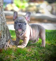 LAYLUH, a female French Bulldog for sale in Los Angeles, CA – Photo 4 of 10