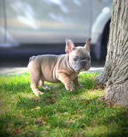 LAYLUH, a female French Bulldog for sale in Los Angeles, CA – Photo 5 of 10