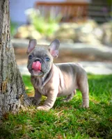 LAYLUH, a female French Bulldog for sale in Los Angeles, CA – Photo 8 of 10