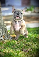 LAYLUH, a female French Bulldog for sale in Los Angeles, CA – Photo 1 of 10