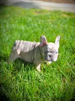 LAYLUH, a female French Bulldog for sale in Los Angeles, CA – Photo 9 of 10