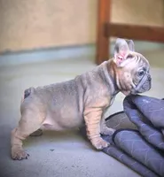 LAYLUH, a female French Bulldog for sale in Los Angeles, CA – Photo 10 of 10