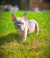 LAYLUH, a female French Bulldog for sale in Los Angeles, CA – Photo 7 of 10