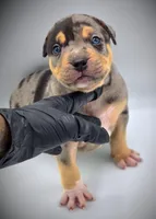 BANE, a male American Bully for sale in Los Angeles, CA – Photo 3 of 10