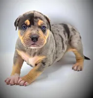 BANE, a male American Bully for sale in Los Angeles, CA – Photo 1 of 10