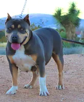 BANE, a male American Bully for sale in Los Angeles, CA – Photo 9 of 10