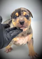 BANE, a male American Bully for sale in Los Angeles, CA – Photo 2 of 10