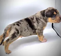 BANE, a male American Bully for sale in Los Angeles, CA – Photo 5 of 10