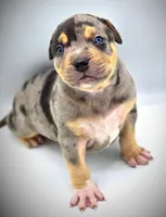 BANE, a male American Bully for sale in Los Angeles, CA – Photo 4 of 10