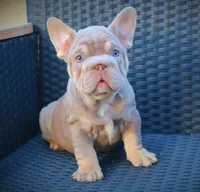 LILLYY, a female French Bulldog for sale in Los Angeles, CA – 2 of 10