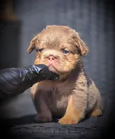 TEDDY, a male French Bulldog for sale in Los Angeles, CA – 4 of 9