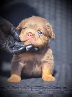 TEDDY, a male French Bulldog for sale in Los Angeles, CA – 2 of 9