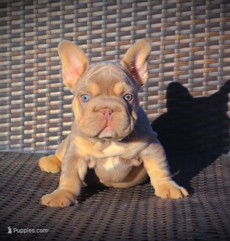 DAISY – French Bulldog puppy for sale in Los Angeles, CA