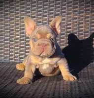 DAISY, a female French Bulldog for sale in Los Angeles, CA – 1 of 10