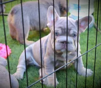 DAISY, a female French Bulldog for sale in Los Angeles, CA – 8 of 10