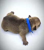 TED, a male French Bulldog for sale in Los Angeles, CA – Photo 8 of 10