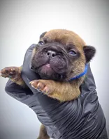 TED, a male French Bulldog for sale in Los Angeles, CA – Photo 2 of 10