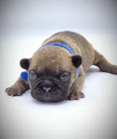 TED, a male French Bulldog for sale in Los Angeles, CA – Photo 7 of 10