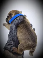 TED, a male French Bulldog for sale in Los Angeles, CA – Photo 9 of 10