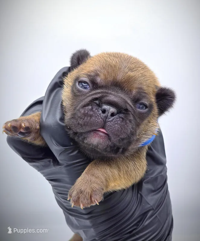 TED, a male French Bulldog for sale in Los Angeles, CA – Photo 1 of 10