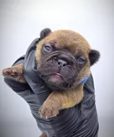 TED, a male French Bulldog for sale in Los Angeles, CA – Photo 1 of 10