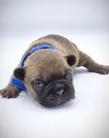 TED, a male French Bulldog for sale in Los Angeles, CA – Photo 4 of 10