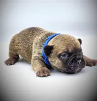 TED, a male French Bulldog for sale in Los Angeles, CA – Photo 5 of 10