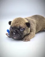 TED, a male French Bulldog for sale in Los Angeles, CA – Photo 6 of 10