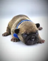 TED, a male French Bulldog for sale in Los Angeles, CA – Photo 3 of 10