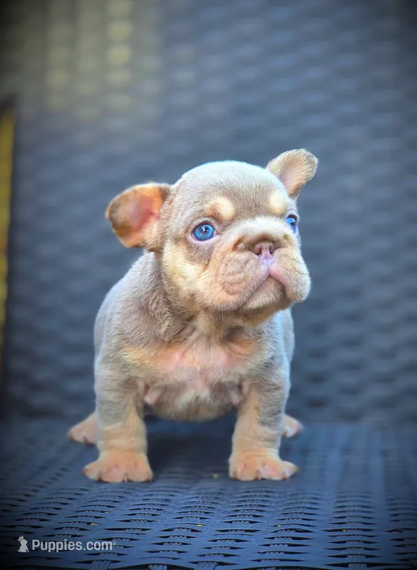 LILY – French Bulldog puppy for sale in Los Angeles, CA