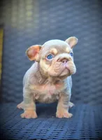 LILY, a female French Bulldog for sale in Los Angeles, CA – 1 of 10