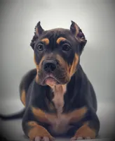 Kodak, a male American Bully for sale in Los Angeles, CA – Photo 4 of 10