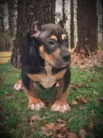 Kodak, a male American Bully for sale in Los Angeles, CA – Photo 3 of 10