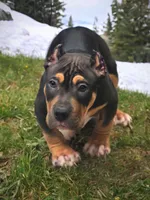 Kodak, a male American Bully for sale in Los Angeles, CA – Photo 1 of 10