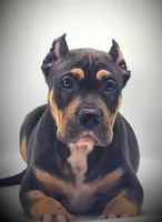 Kodak, a male American Bully for sale in Los Angeles, CA – Photo 6 of 10