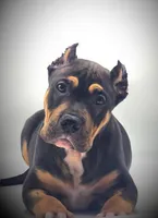 Kodak, a male American Bully for sale in Los Angeles, CA – Photo 5 of 10