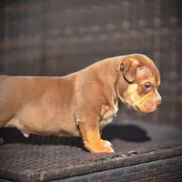 TEDDY, a male American Bully for sale in Los Angeles, CA – Photo 9 of 10