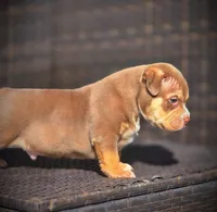 TEDDY, a male American Bully for sale in Los Angeles, CA – Photo 9 of 10