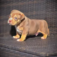 TEDDY, a male American Bully for sale in Los Angeles, CA – Photo 6 of 10