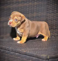 TEDDY, a male American Bully for sale in Los Angeles, CA – Photo 6 of 10