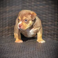 TEDDY, a male American Bully for sale in Los Angeles, CA – Photo 3 of 10