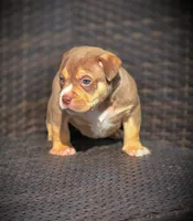 TEDDY, a male American Bully for sale in Los Angeles, CA – Photo 3 of 10