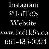 TEDDY, a male American Bully for sale in Los Angeles, CA – Photo 10 of 10