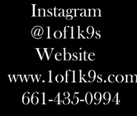 TEDDY, a male American Bully for sale in Los Angeles, CA – Photo 10 of 10