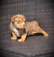 TEDDY, a male American Bully for sale in Los Angeles, CA – Photo 5 of 10