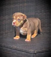 TEDDY, a male American Bully for sale in Los Angeles, CA – Photo 8 of 10