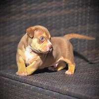 TEDDY, a male American Bully for sale in Los Angeles, CA – Photo 4 of 10